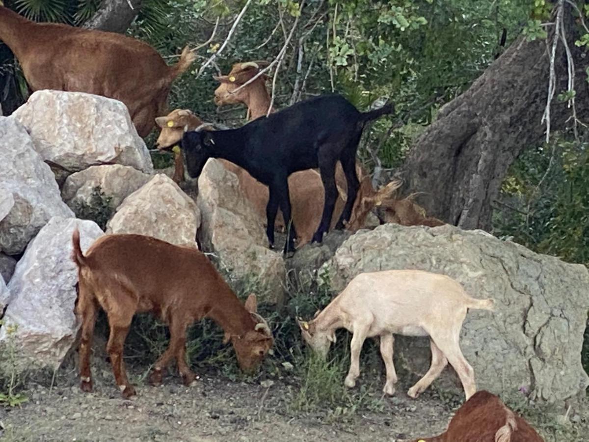 Cortijo Las Palmeras El Chorro Alora Eksteriør bilde